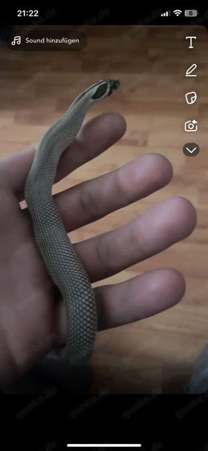 superconda hakenennasenatter