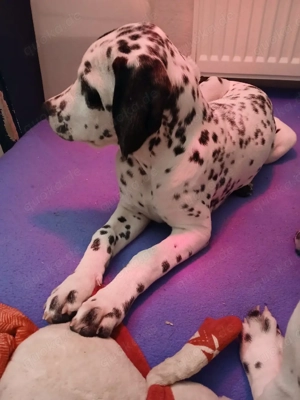 Dalmatiner-Labrador-Retriever Mix