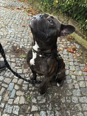 Freelancer Bulldogge 