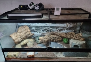 leopardgecko mit All Inkl Paket 