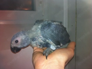 Kongo Graupapagei Handaufzucht Nachzuchten 