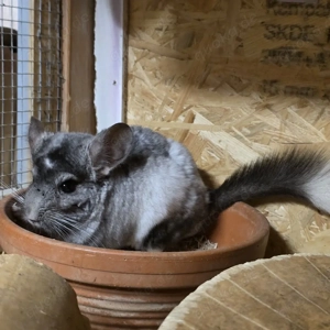 2 Böckchen suchen gemeinsam ein neues zu Hause