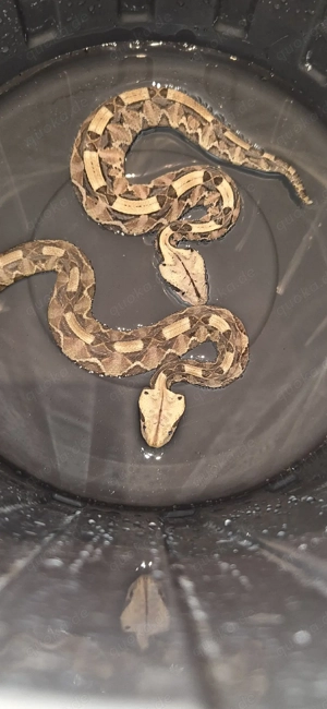 1.1 bitis rhinoceros 