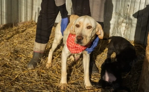 Paola - liebevolle Seele auf der Suche nach ihrem Zuhause