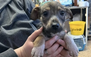 Tavi's kleine Knopfaugen wollen die Welt entdecken