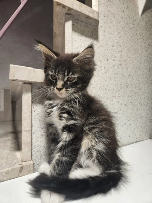 Maine Coon Kitten 