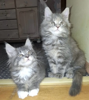 Maine-Coon Geschwisterpärchen