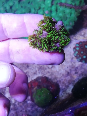 Meerwasser Affenhaar Korallen