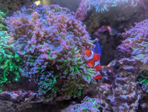 Euphyllia Paraancora