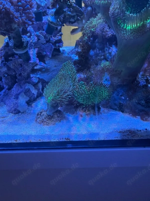 Pilzlederkorallen grün Ableger Koralle Meerwasser Aquarium