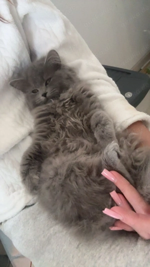 Bkh kitten zu verkaufen 