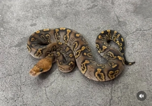 Verschiedene Königspython Jungtiere + adulte Zuchttiere abzugeben !!!