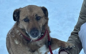 Wann findet das Glück endlich den wunderbaren Harry? Bild 4