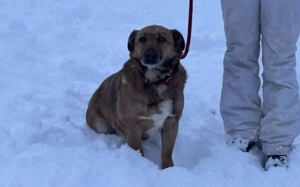 Wann findet das Glück endlich den wunderbaren Harry? Bild 3