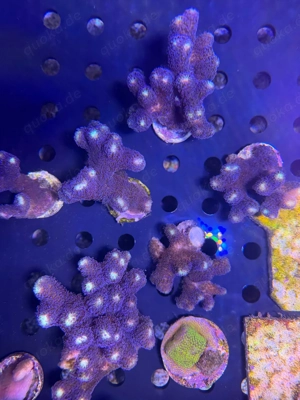 Meerwasser Korallen Ableger SPS LPS