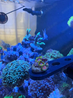 Zoanthus ultra neon gelb Ableger Koralle Meerwasser Aquarium