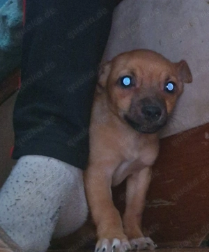 süßer  Rehpinscher  sucht   neues  Zuhause  