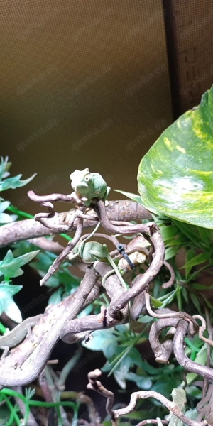 Jemenchamäleon ( Chamaeleo calyptratus ) Bild 3