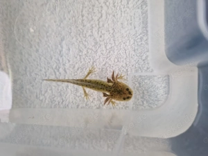 Axolotl Weißlinge, Harlekin, Wildlinge und Goldharlekinalbino abzugeben Jungtiere Bild 2