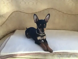 Deckrüde Prager Rattler