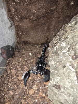 Heterometrus laoticus