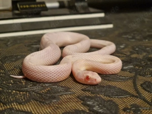 Kornnattern jungtiere 