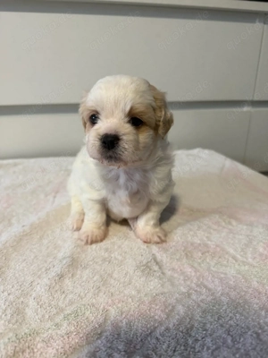 Malteser- Shih Tzu-welpen 