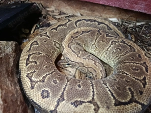 Königspython weiblich 6 Jahre