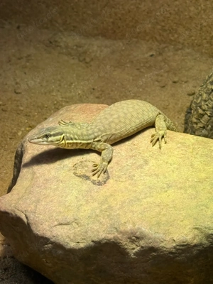 Stachelschwanzwaran Varanus inkl. Terrarium