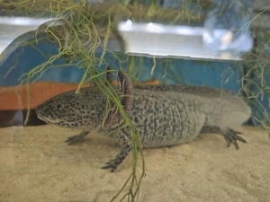 Axolotl Wildlinge abzugeben Jungtiere 14 Monate