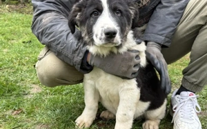 Alesso-kleiner Welpe mit großem Potential