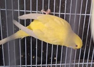 Wellensittiche super zahm 4 bis 5 Monate alt Bild 2