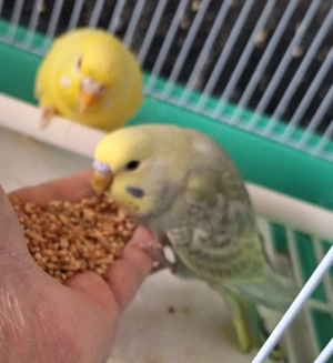 Wellensittiche super zahm 4 bis 5 Monate alt Bild 8