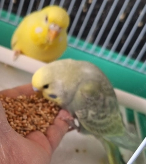 Wellensittiche super zahm 4 bis 5 Monate alt Bild 5