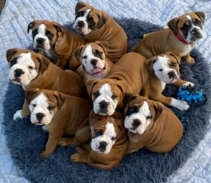 Englische Bulldogge welpen