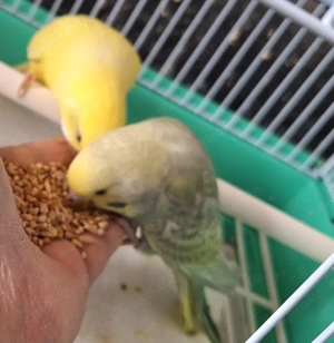 Wellensittiche super zahm 4 bis 5 Monate alt