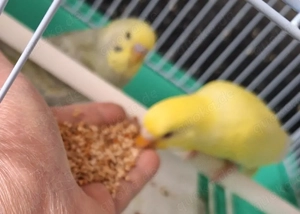 Wellensittiche super zahm 4 bis 5 Monate alt Bild 3