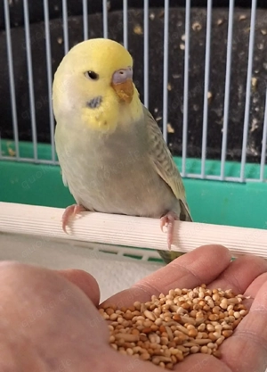 Wellensittiche super zahm 4 bis 5 Monate alt Bild 10