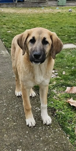 Bezaubernde Brownie sucht ihre Familie 