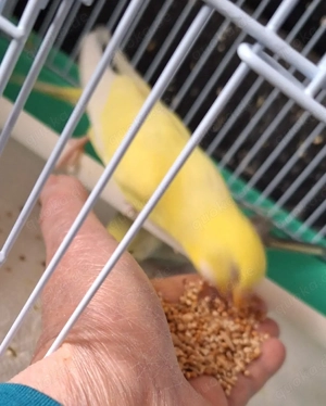 Wellensittiche super zahm 4 bis 5 Monate alt Bild 9