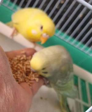 Wellensittiche super zahm 4 bis 5 Monate alt Bild 7