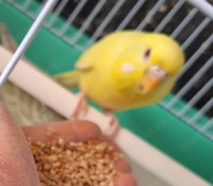 Wellensittiche super zahm 4 bis 5 Monate alt Bild 4