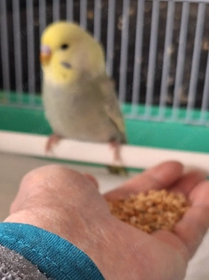 Wellensittiche super zahm 4 bis 5 Monate alt Bild 6