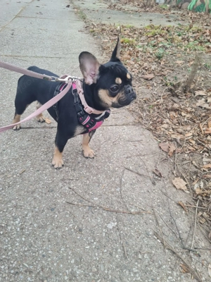 Französische Bulldogge über 1 jahr alt zur Abgabe