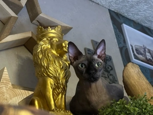 Canadian Sphynx Katze mit Papieren