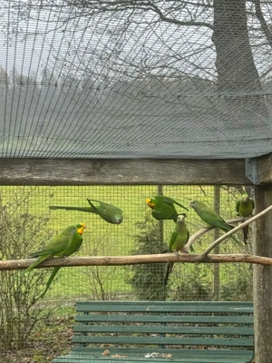 Schildsittich   Barabandsittich Bild 2