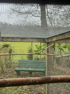 Schildsittich   Barabandsittich Bild 3