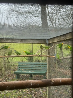 Schildsittich   Barabandsittich Bild 4