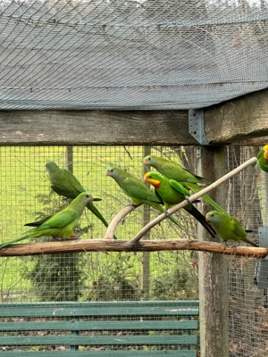 Schildsittich   Barabandsittich Bild 6