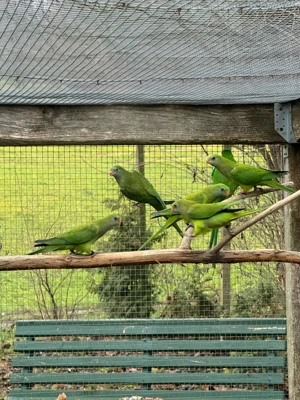 Schildsittich   Barabandsittich Bild 5